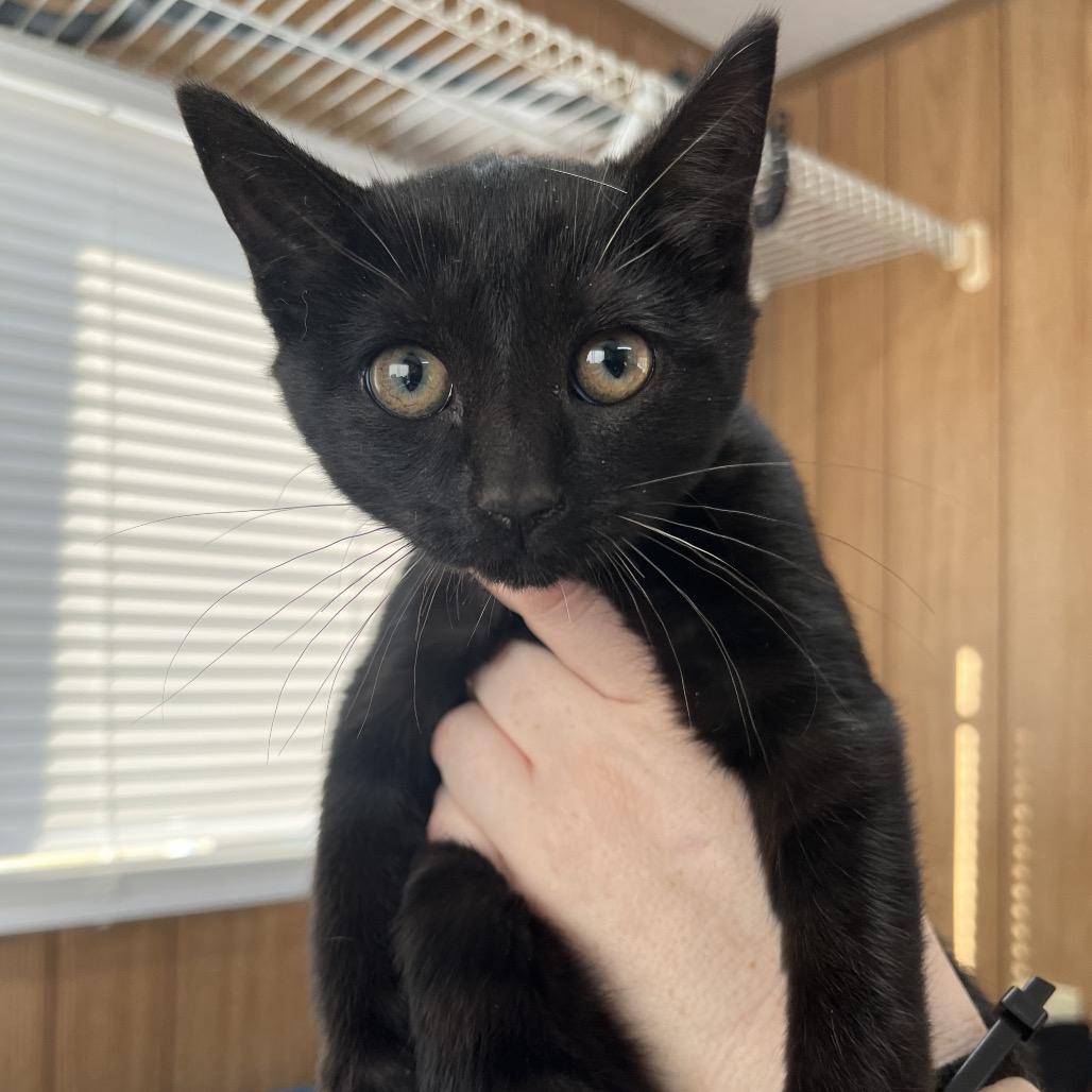 Keyboard (Available at PetSmart 280), Adoptable, Kitten Female Domestic Short Hair.