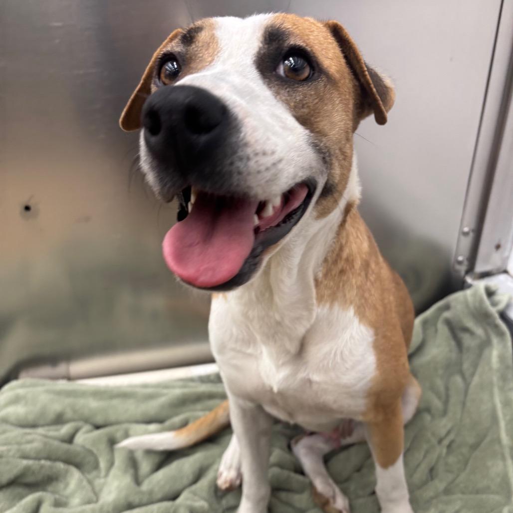 Sweetie, Adoptable, Adult Female Terrier & Mixed Breed.