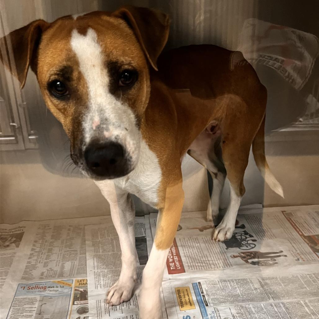 Sweetie, a Adoptable mixed breed in Corpus Christi, TX image 2/6
