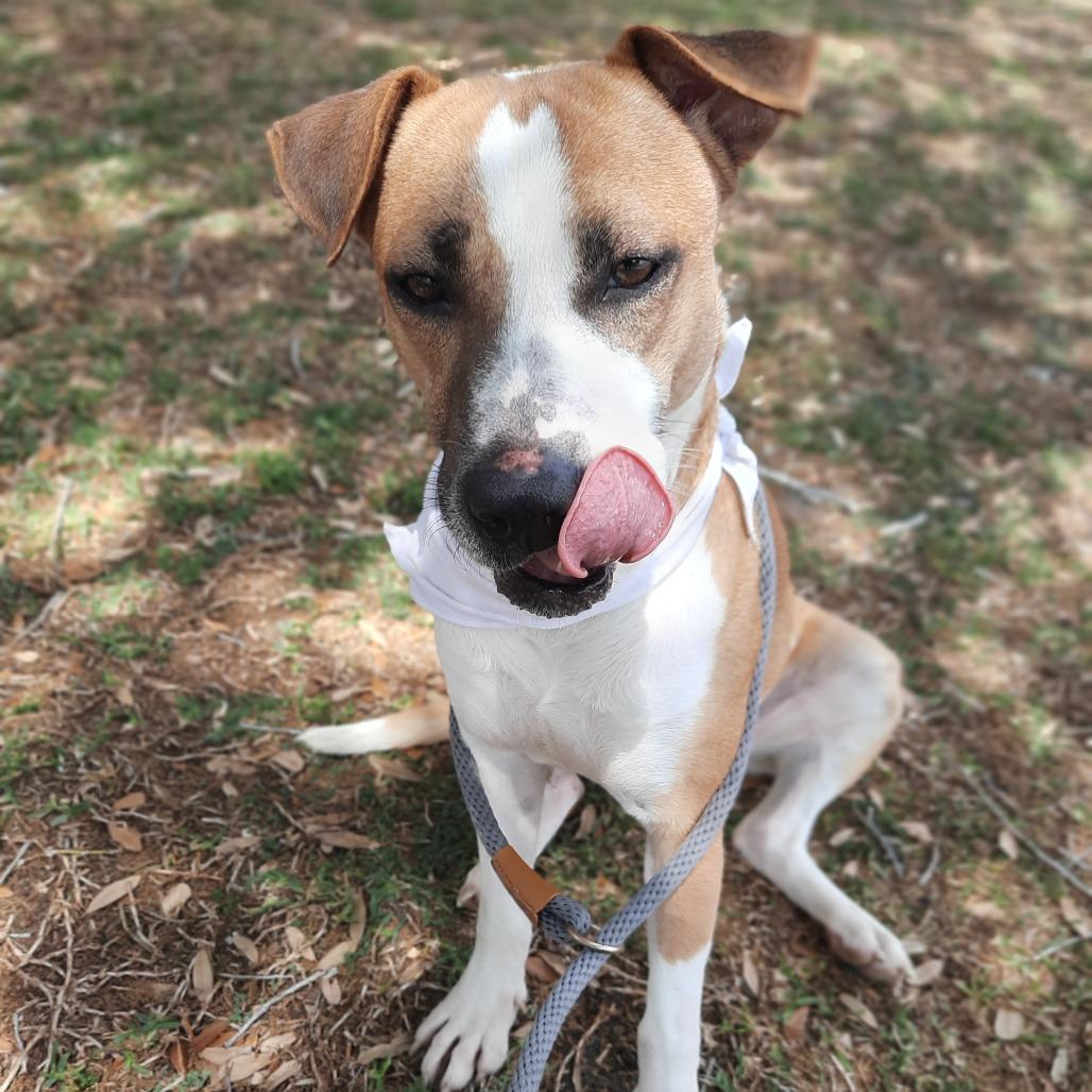 Sweetie, a Adoptable mixed breed in Corpus Christi, TX image 3/6