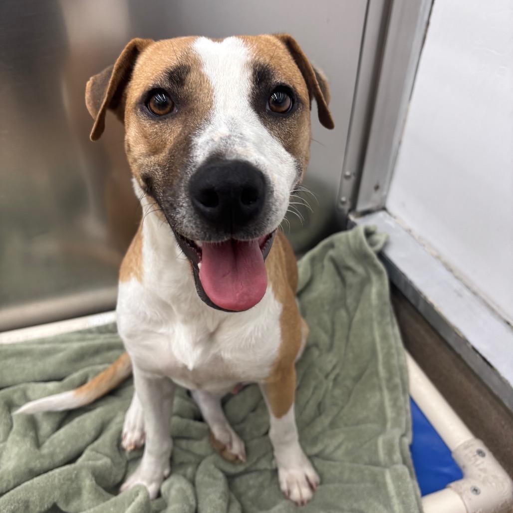 Sweetie, a Adoptable mixed breed in Corpus Christi, TX image 4/6