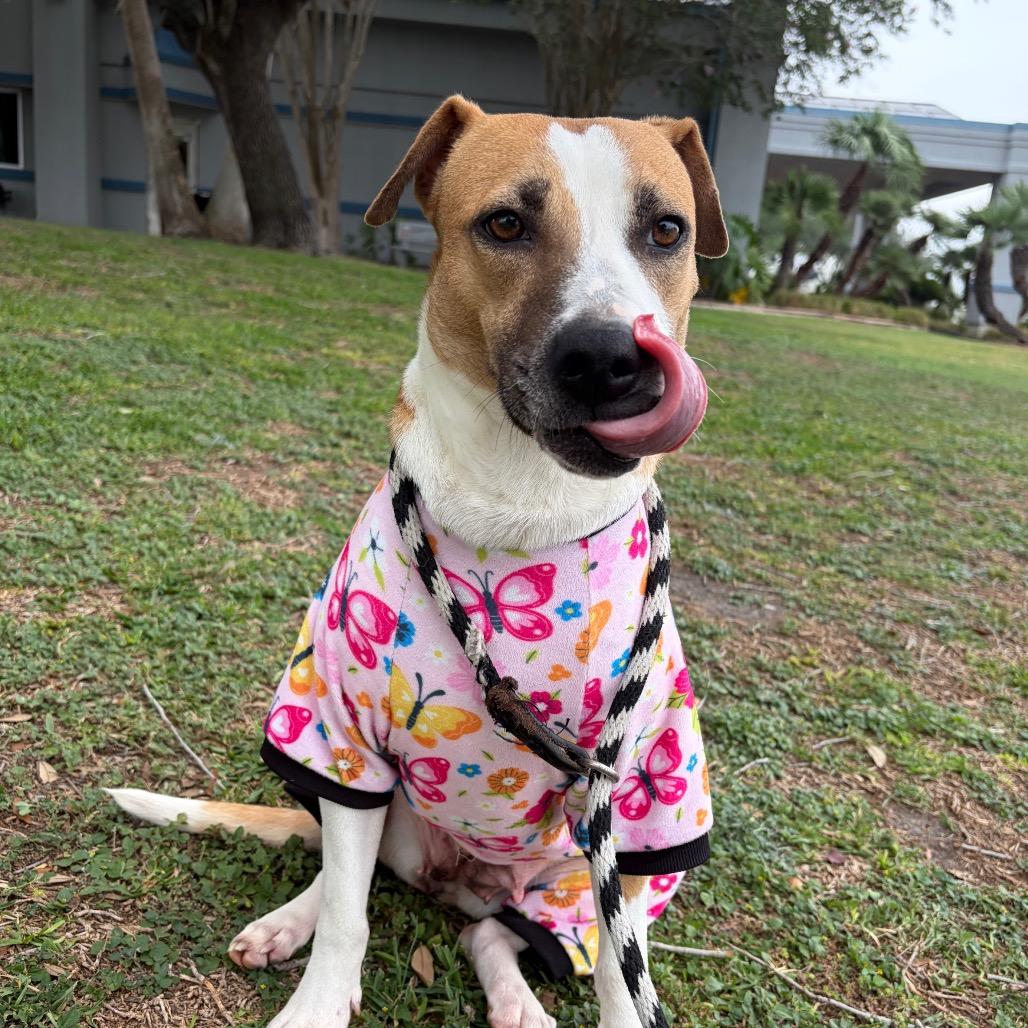 Sweetie, a Adoptable mixed breed in Corpus Christi, TX image 5/6