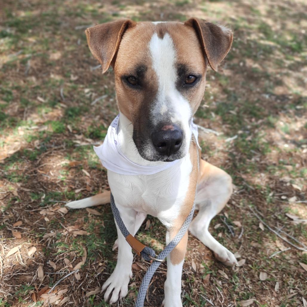 Sweetie, a Adoptable mixed breed in Corpus Christi, TX image 6/6