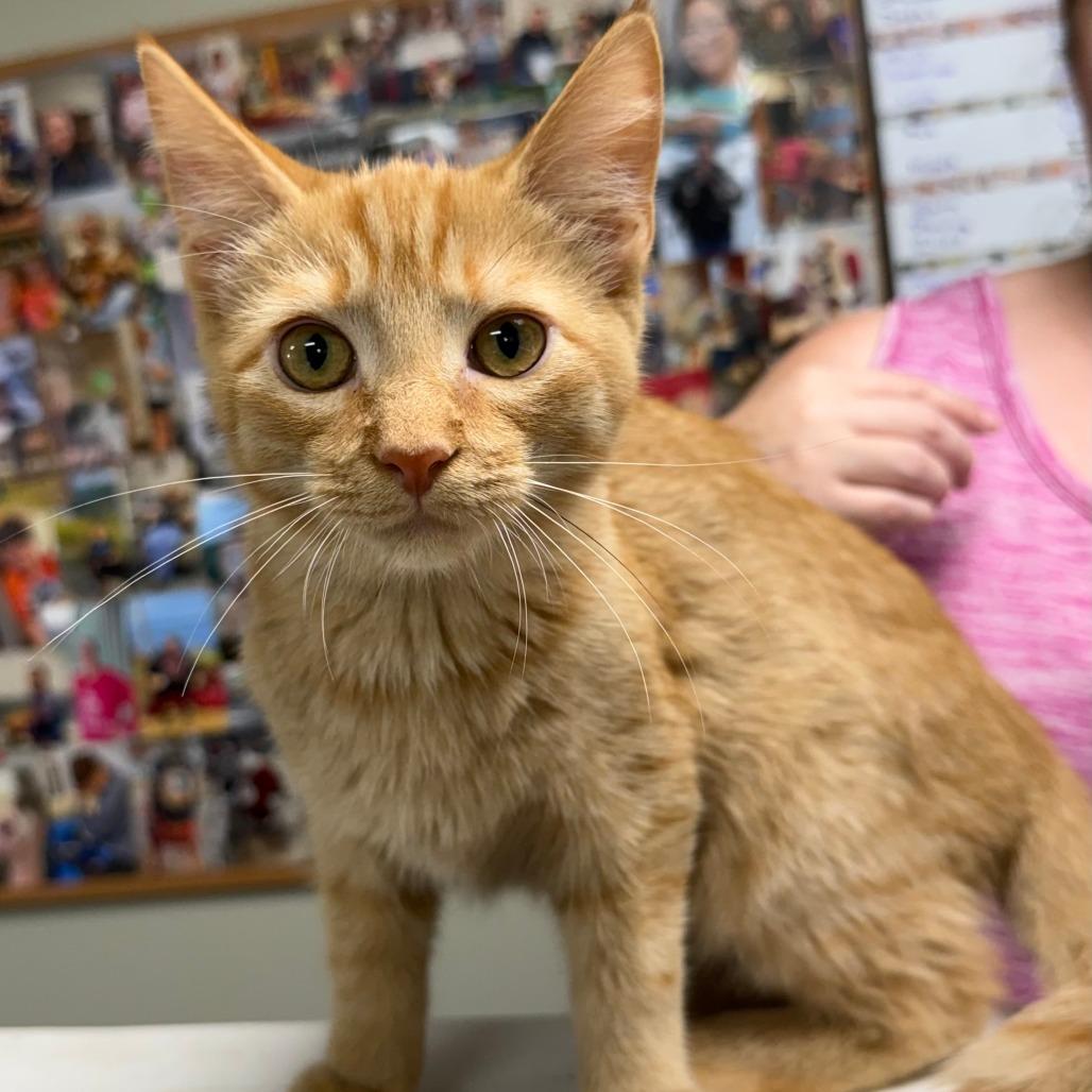 C26-066 Pencil, Adoptable, Kitten Male Domestic Short Hair.