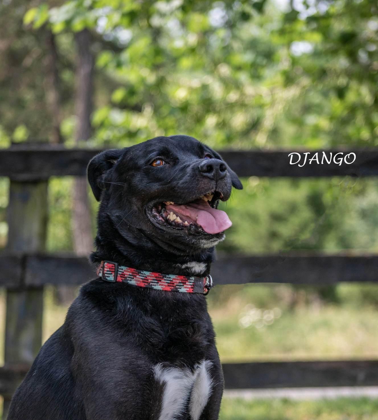DJANGO, a Adoptable mixed breed in Morgantown, WV image 4/4