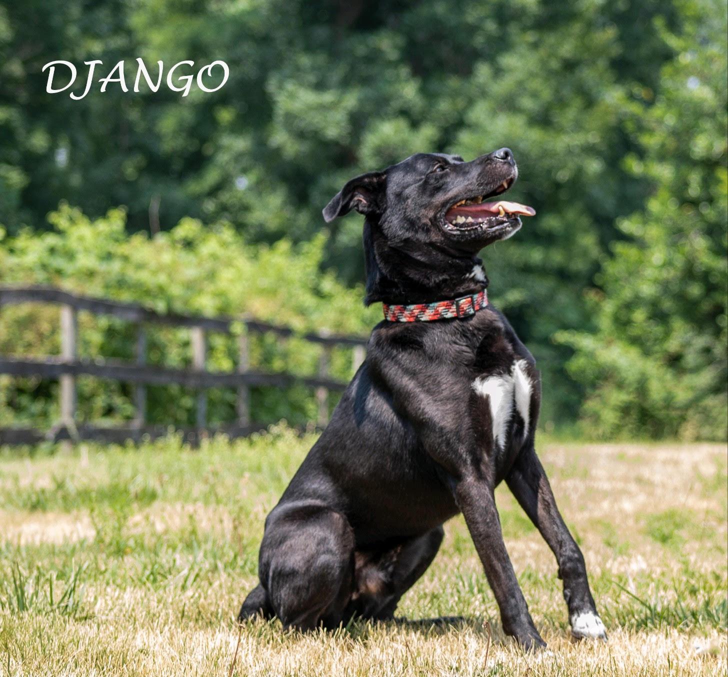 DJANGO, a Adoptable mixed breed in Morgantown, WV image 1/4