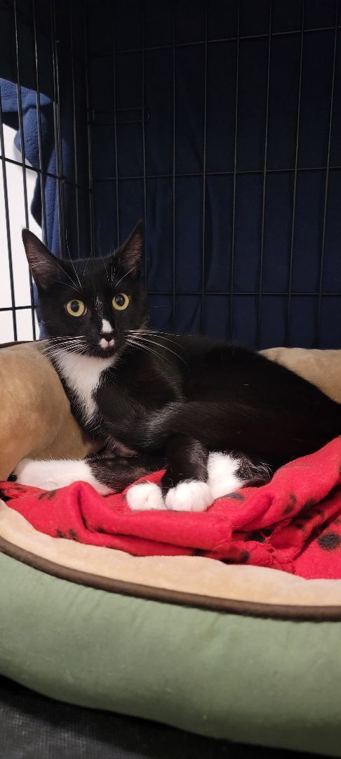 Enlarge Lua, a Adopted American Shorthair in North Bergen, NJ image 1/8