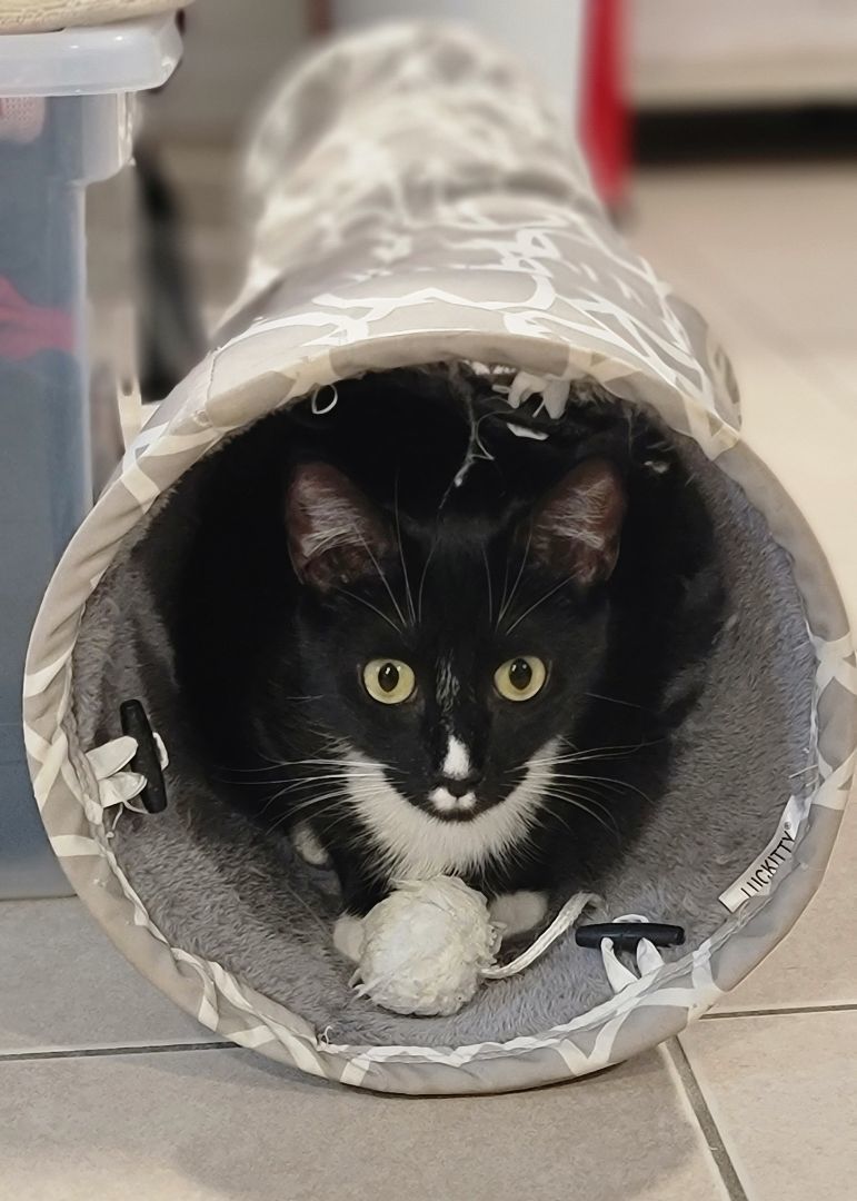 Enlarge Lua, a Adopted American Shorthair in North Bergen, NJ image 2/8