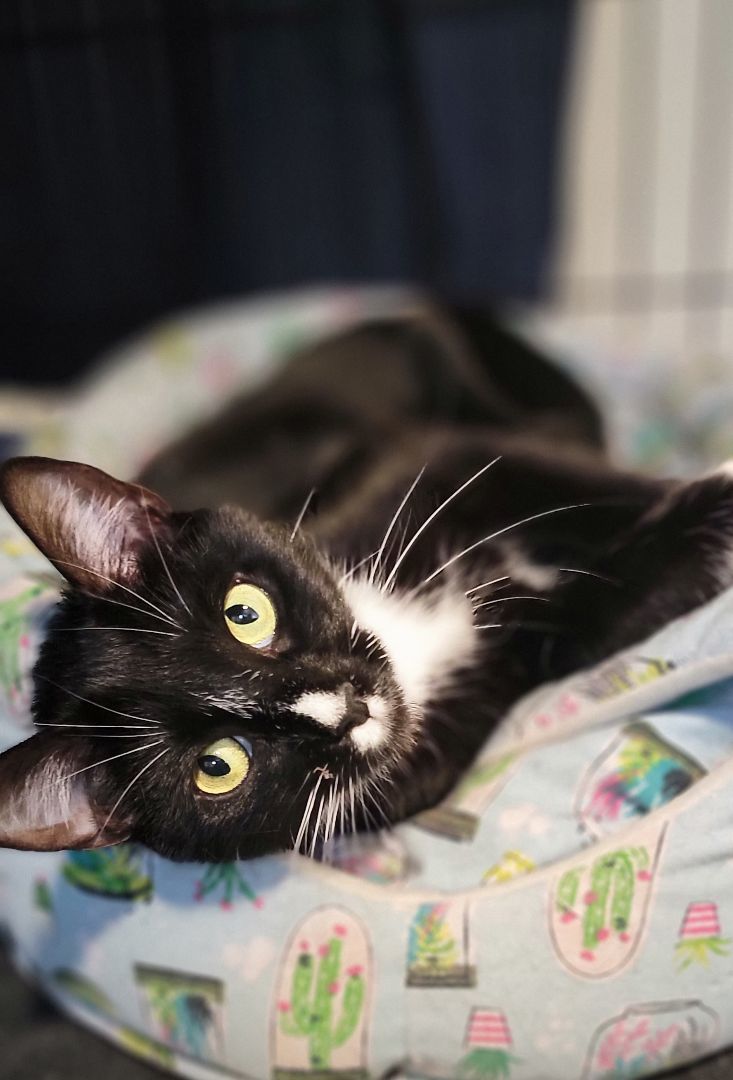 Enlarge Lua, a Adopted American Shorthair in North Bergen, NJ image 3/8