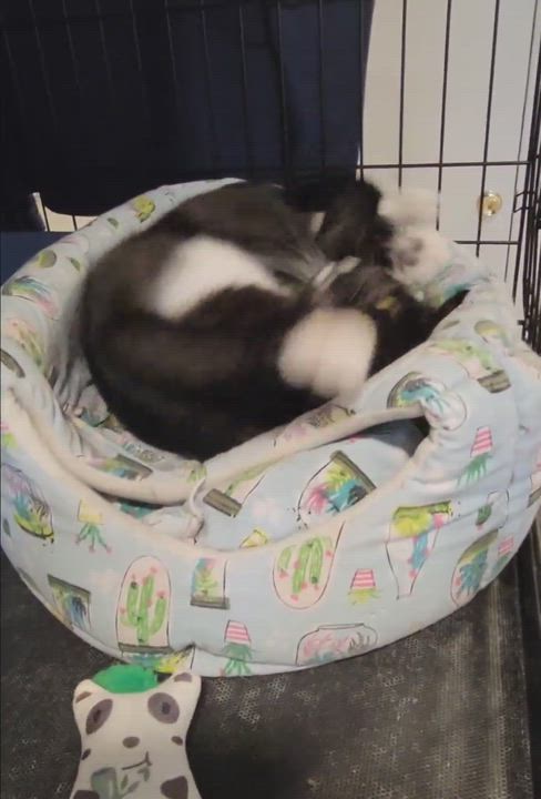 Enlarge Lua, a Adopted American Shorthair in North Bergen, NJ video 7/8