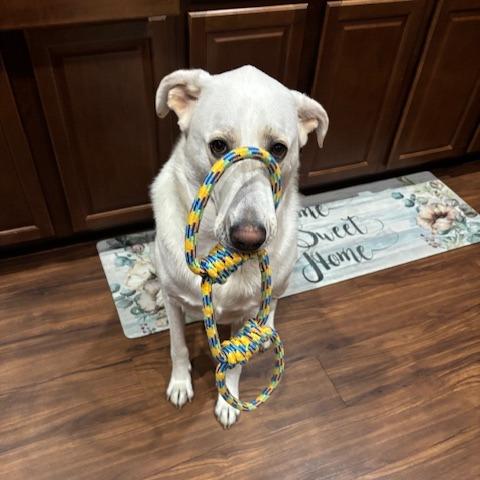 Cash, a Adoptable Labrador Retriever in San Antonio, TX image 4/5