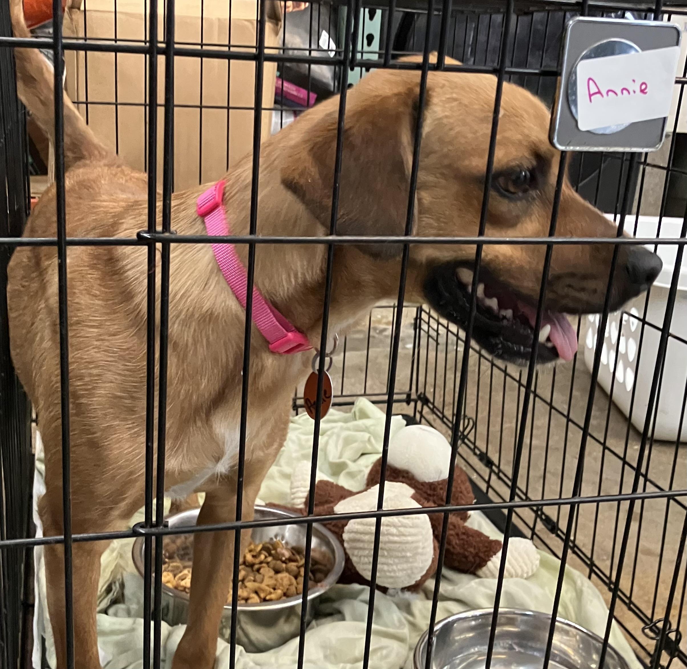 Annie, Adoptable, Young Female Mixed Breed.