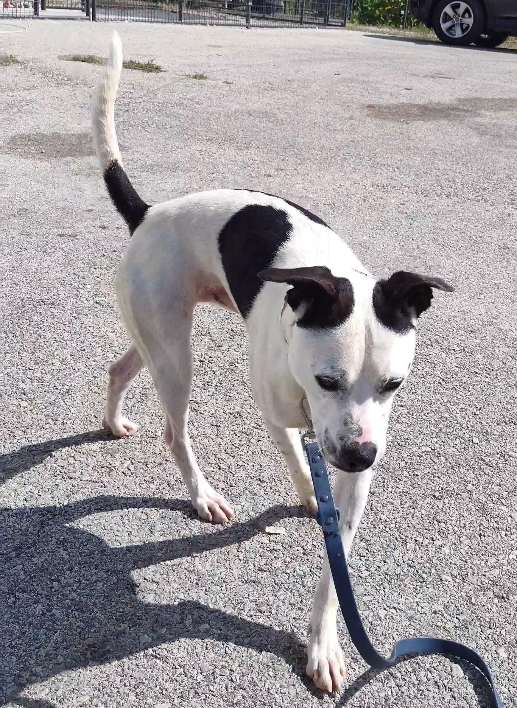 Enlarge Hootie, a Adoptable mixed breed in Clay City, KY image 2/5