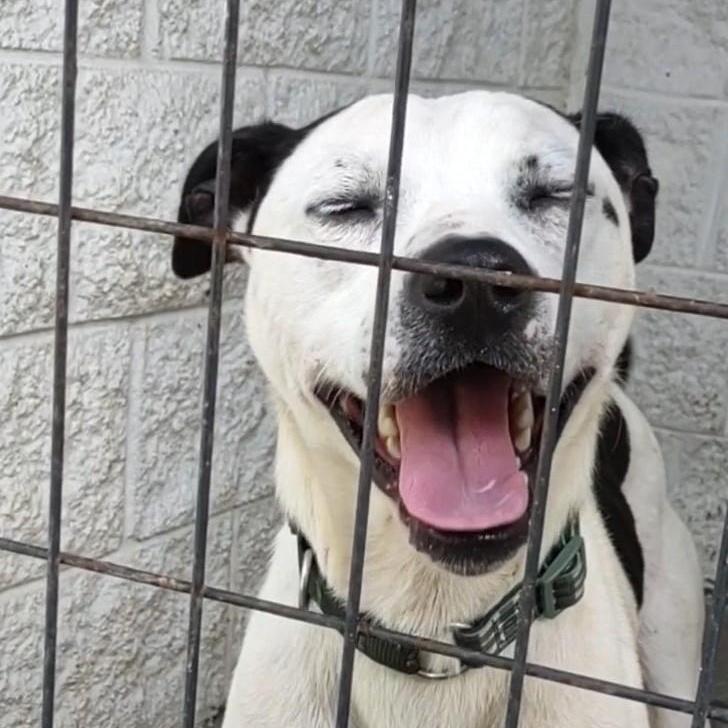 Hootie, Adoptable, Young Male Terrier.
