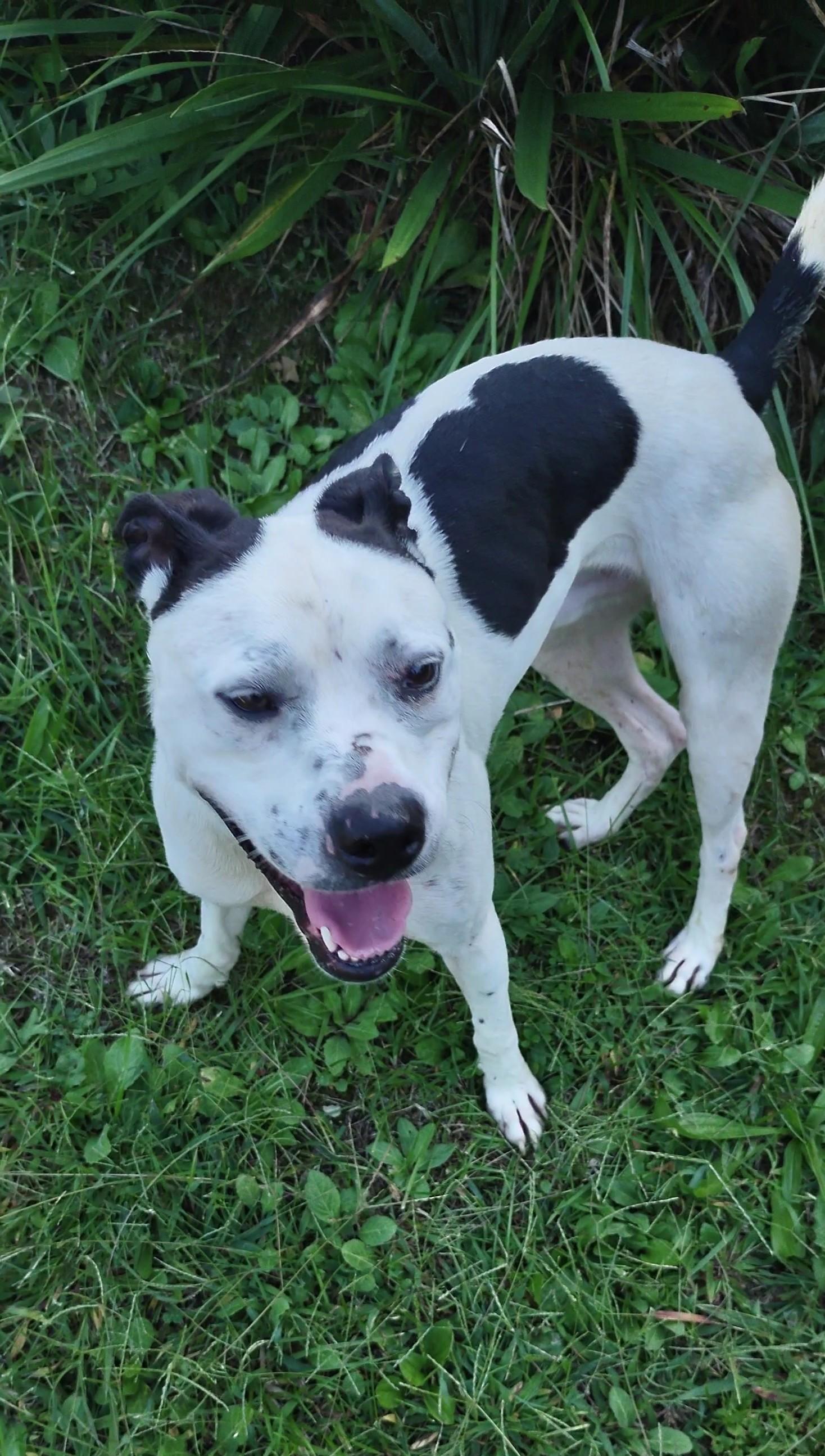Enlarge Hootie, a Adoptable mixed breed in Clay City, KY image 3/5