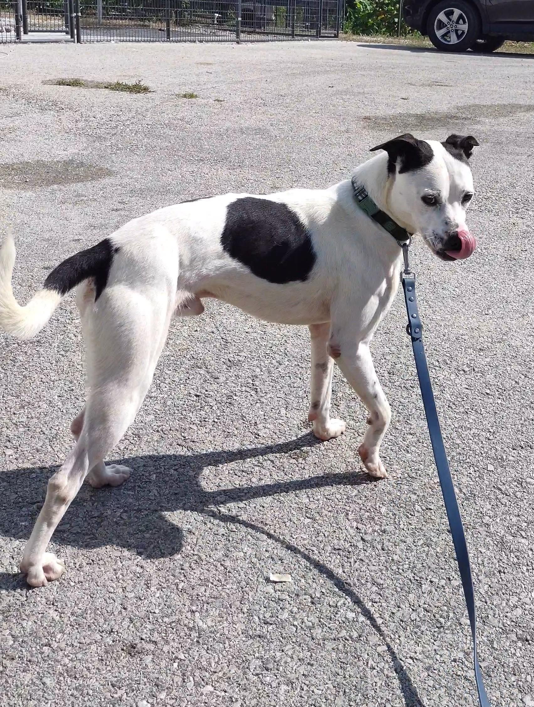 Enlarge Hootie, a Adoptable mixed breed in Clay City, KY image 5/5