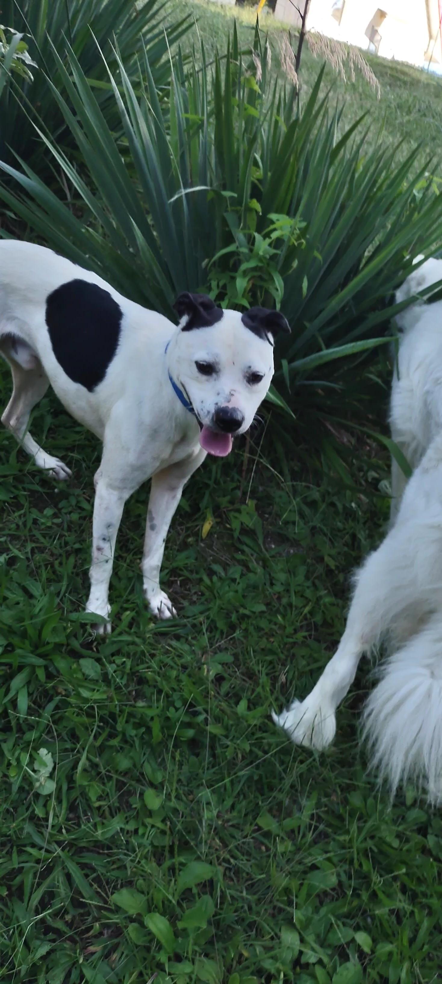 Enlarge Hootie, a Adoptable mixed breed in Clay City, KY image 4/5