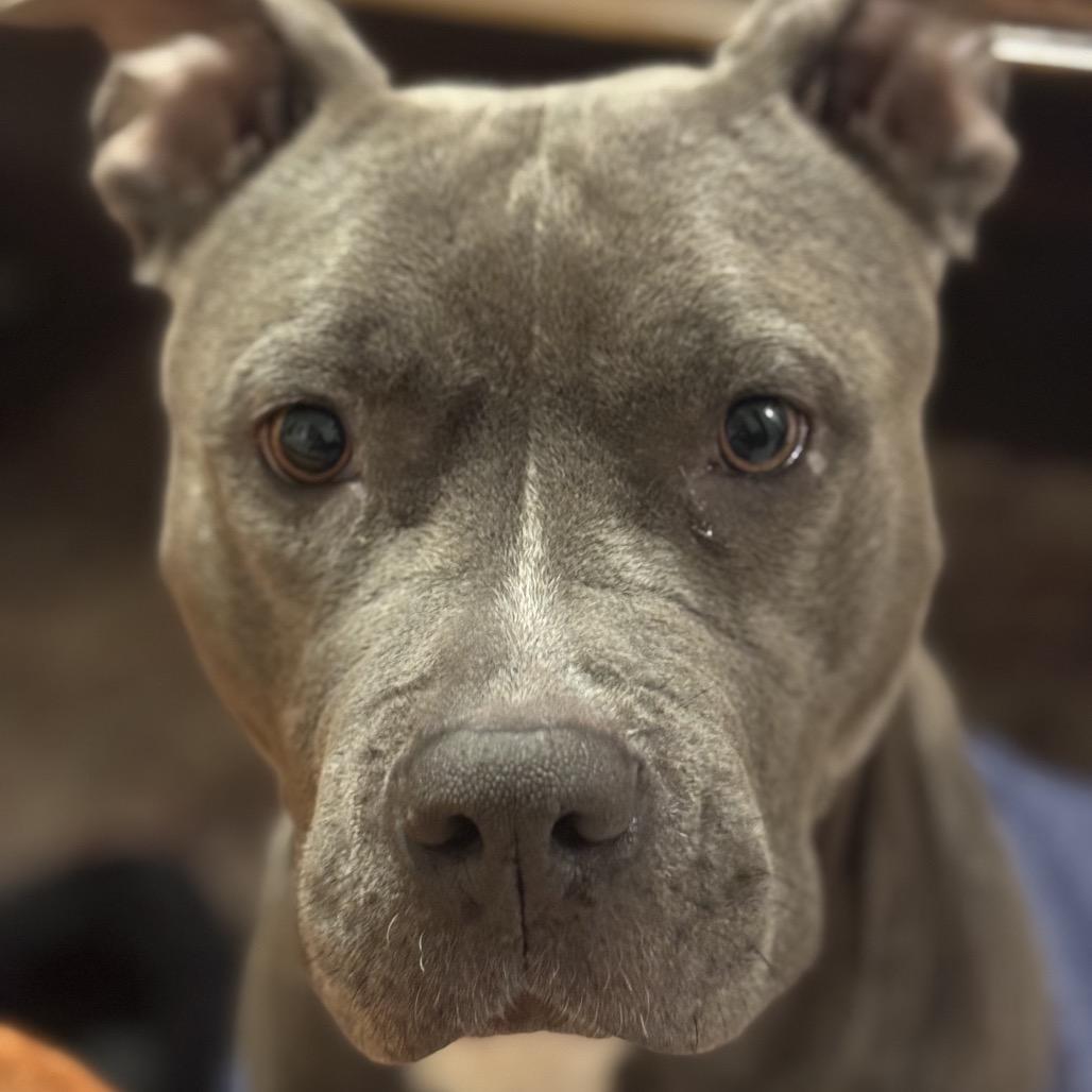 Lady, Adoptable, Adult Female Pit Bull Terrier.