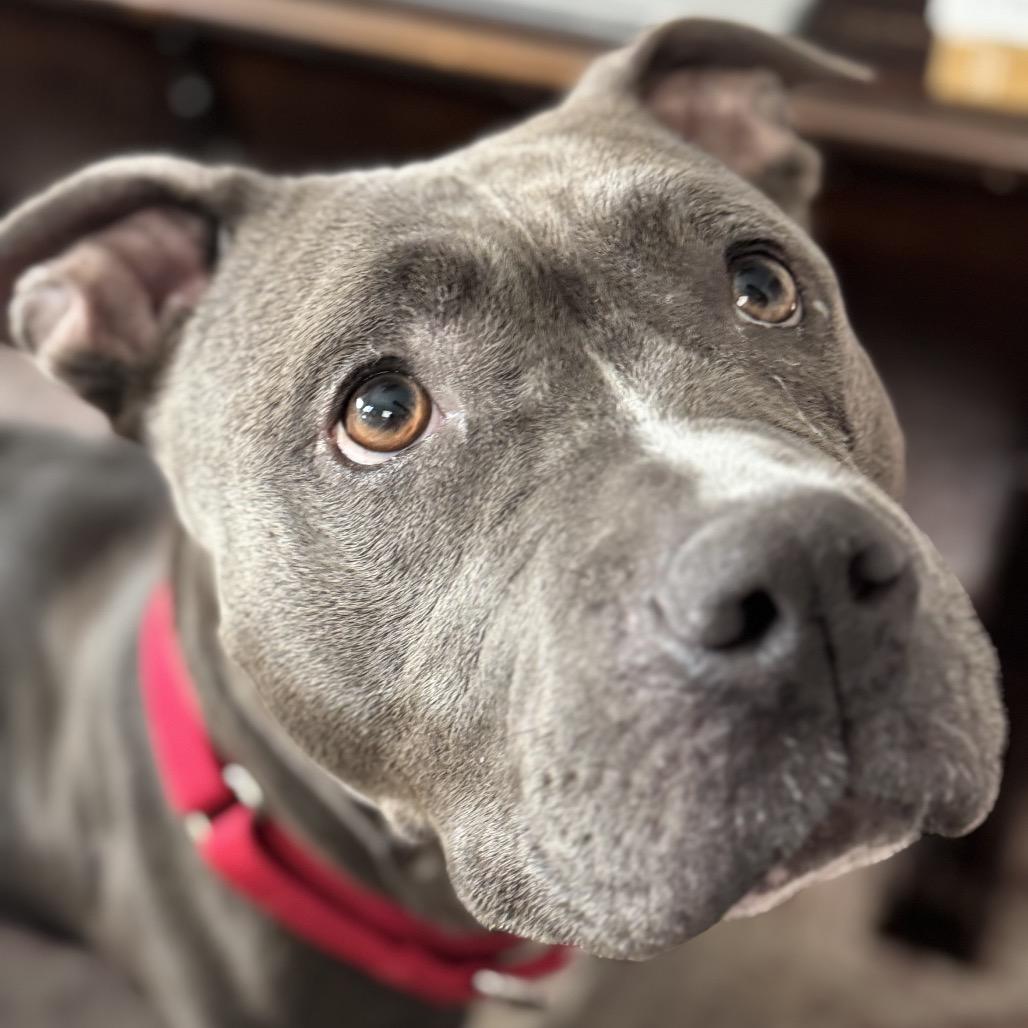 Enlarge Lady, a Adoptable Pit Bull Terrier in Reisterstown, MD image 2/6