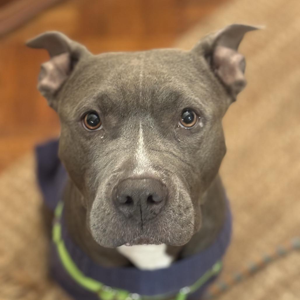 Enlarge Lady, a Adoptable Pit Bull Terrier in Reisterstown, MD image 3/6