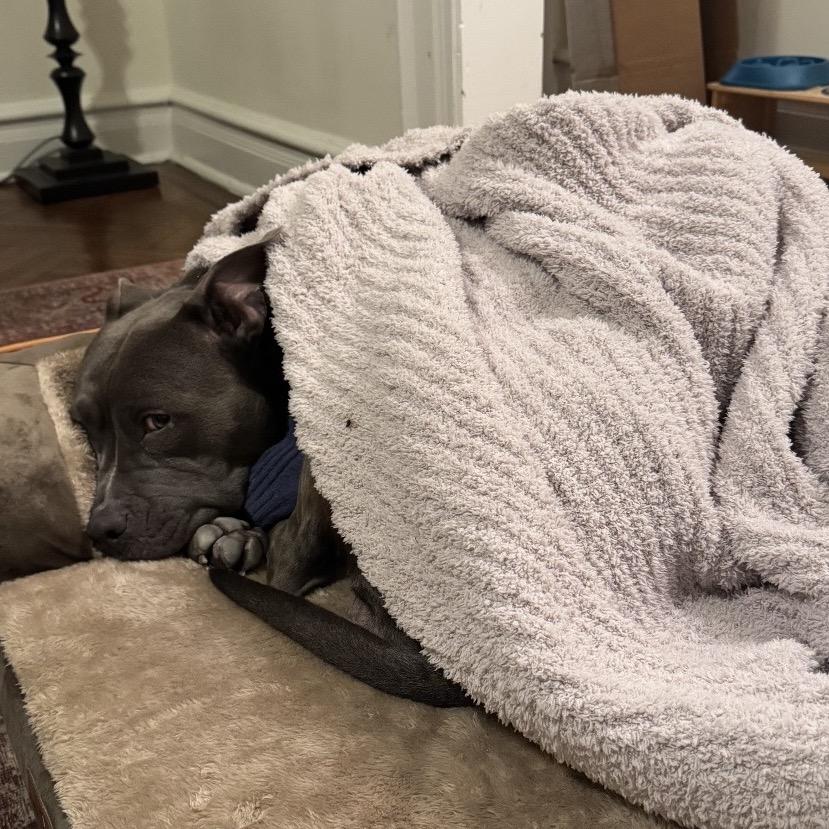 Enlarge Lady, a Adoptable Pit Bull Terrier in Reisterstown, MD image 4/6