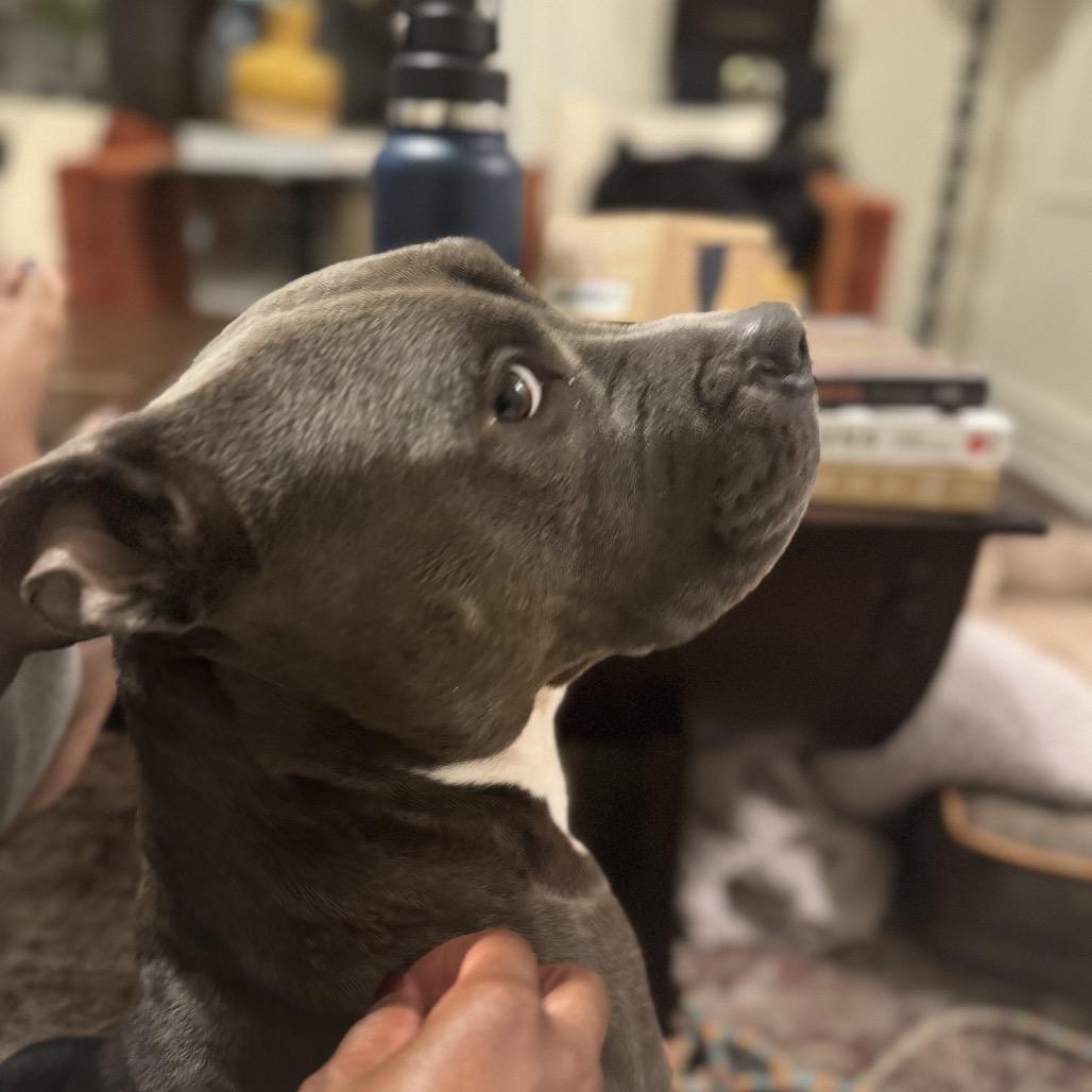 Enlarge Lady, a Adoptable Pit Bull Terrier in Reisterstown, MD image 5/6