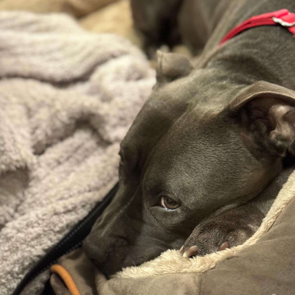 Enlarge Lady, a Adoptable Pit Bull Terrier in Reisterstown, MD image 6/6