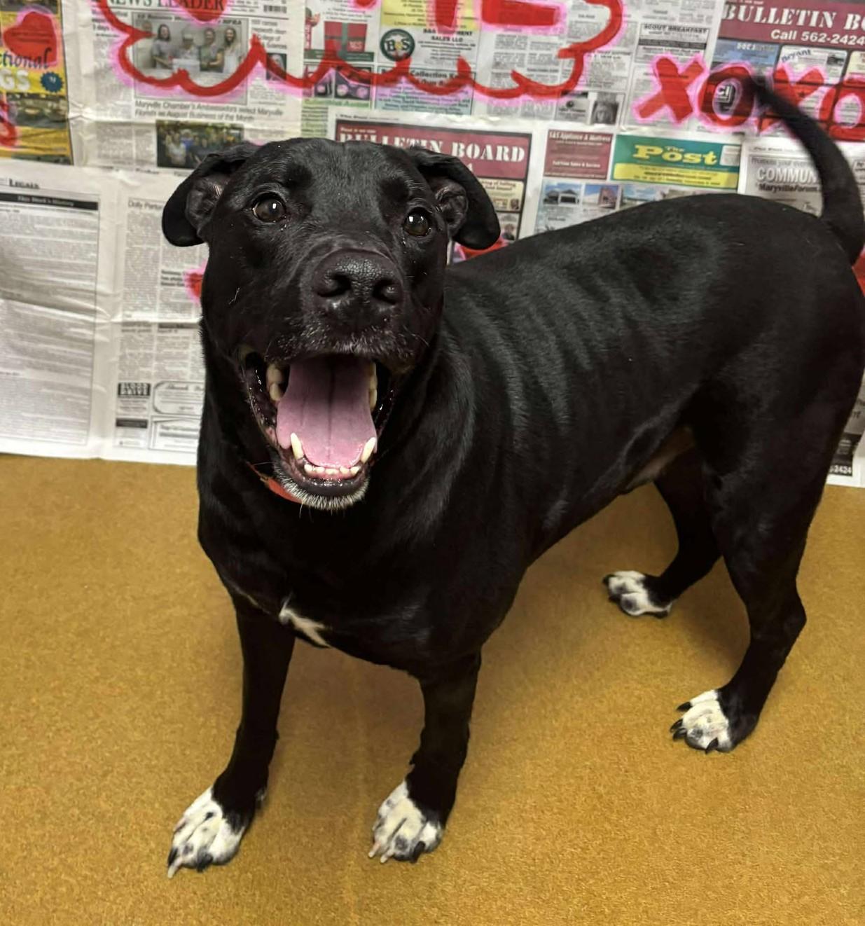 Jax, a ADOPTABLE mixed breed in Maryville, MO image 2/3