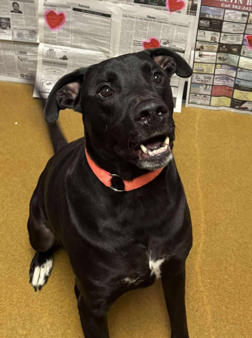 Jax, a ADOPTABLE mixed breed in Maryville, MO image 1/3