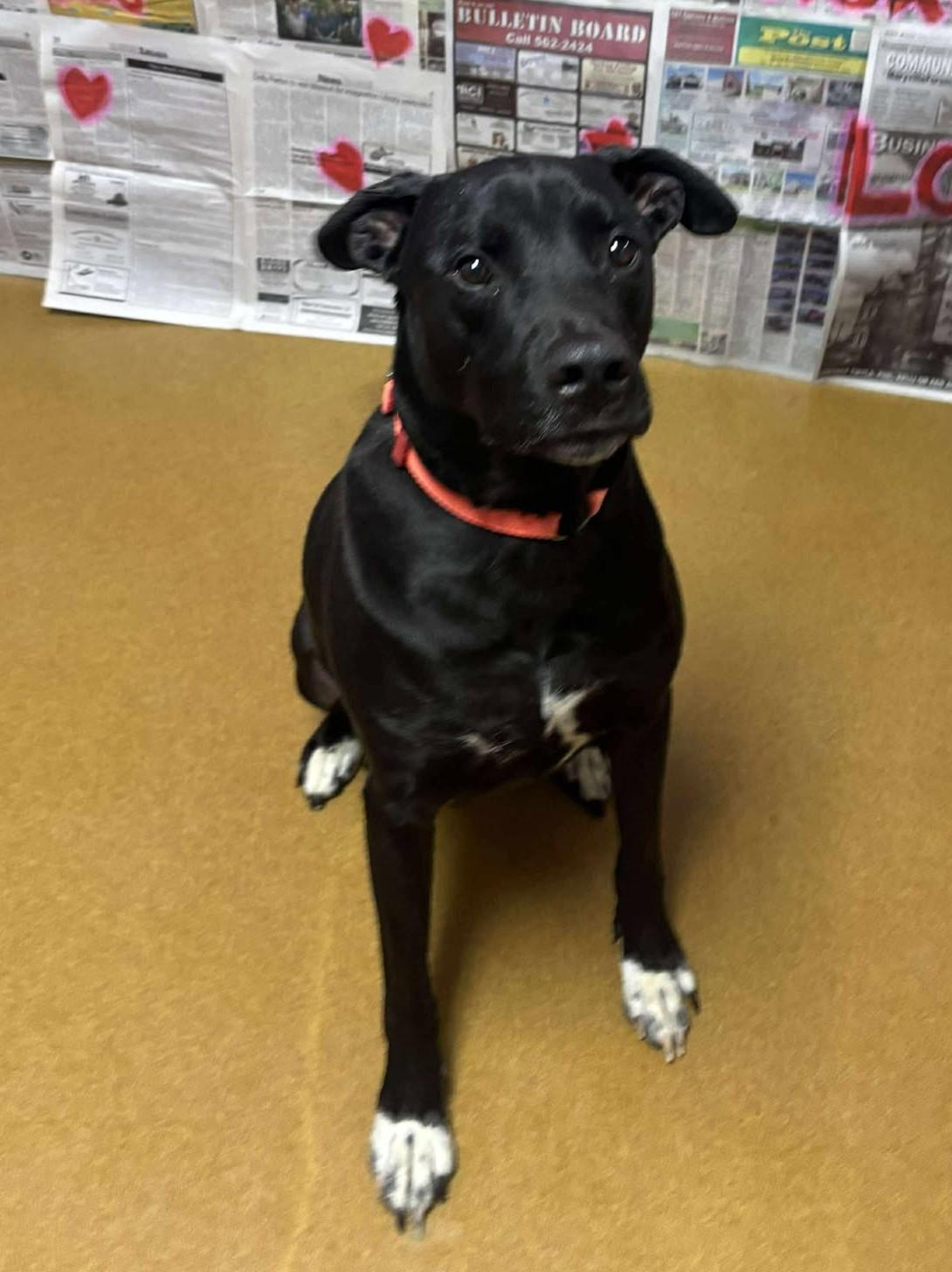 Jax, a ADOPTABLE mixed breed in Maryville, MO image 3/3