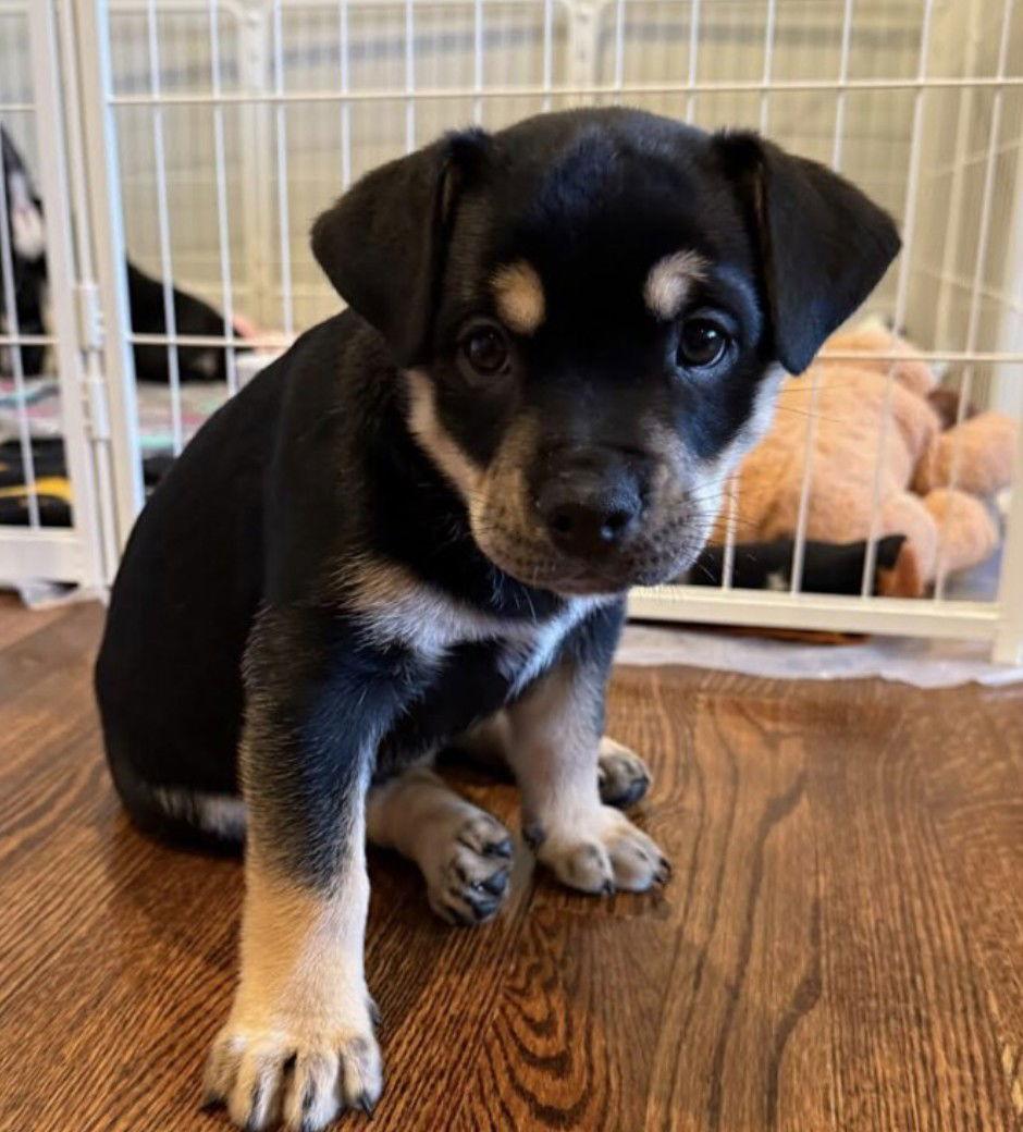 Dolly, Adopted, Young Female American Bulldog & Husky.