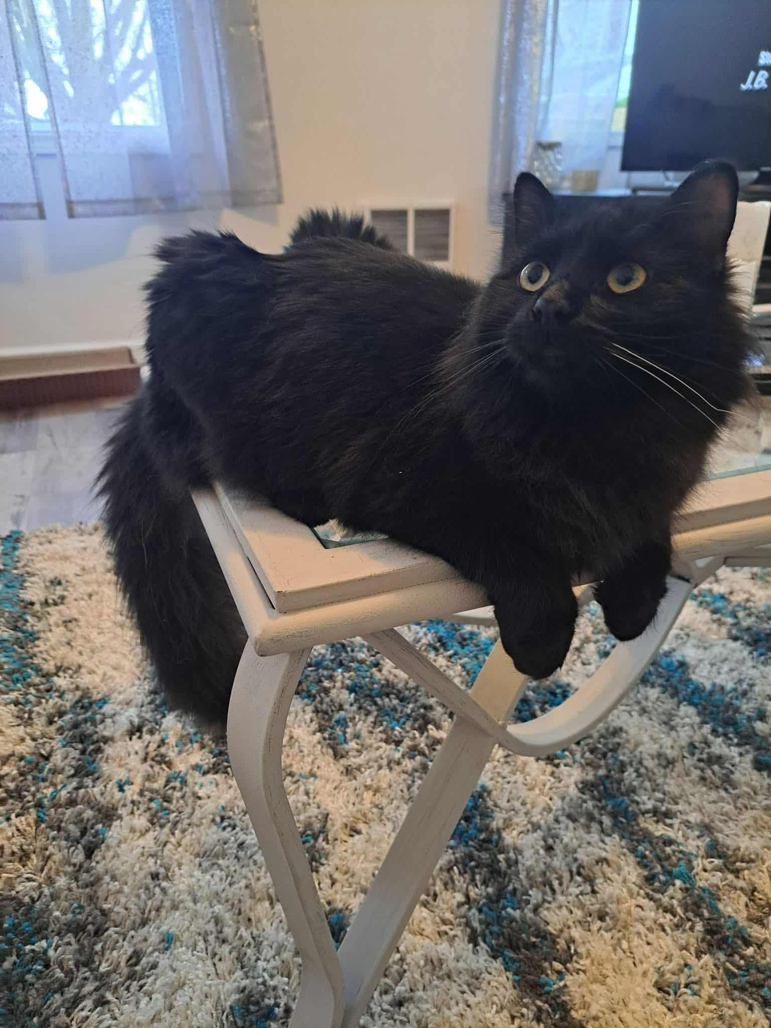 Enlarge Cooper, a Adoptable Domestic Medium Hair in PIQUA, OH image 3/3