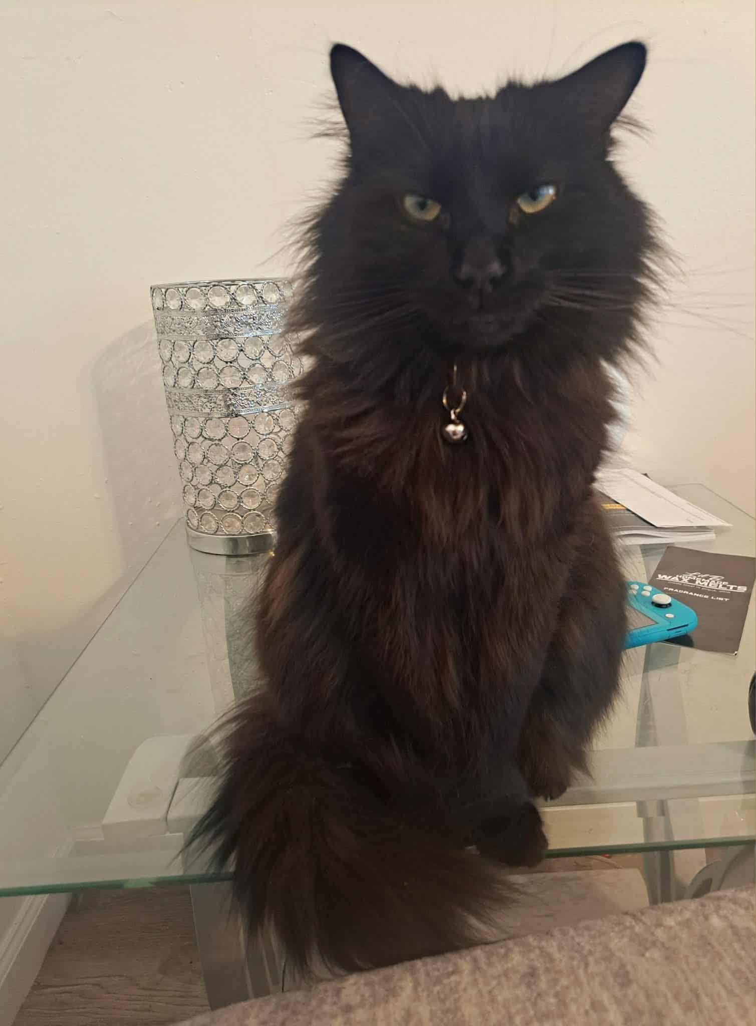 Enlarge Cooper, a Adoptable Domestic Medium Hair in PIQUA, OH image 2/3