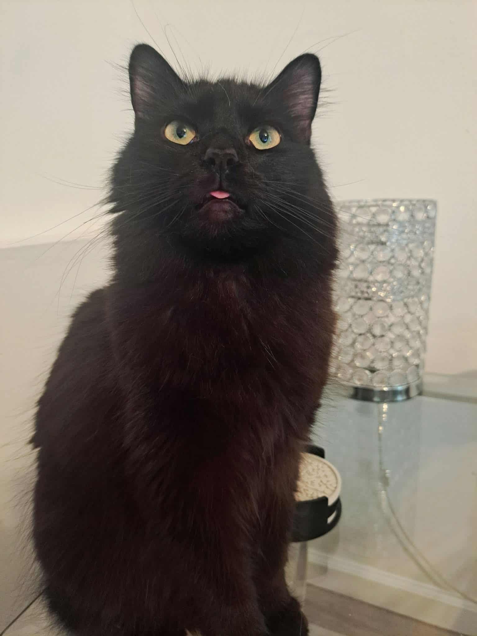 Cooper, Adoptable, Young Male Domestic Medium Hair.