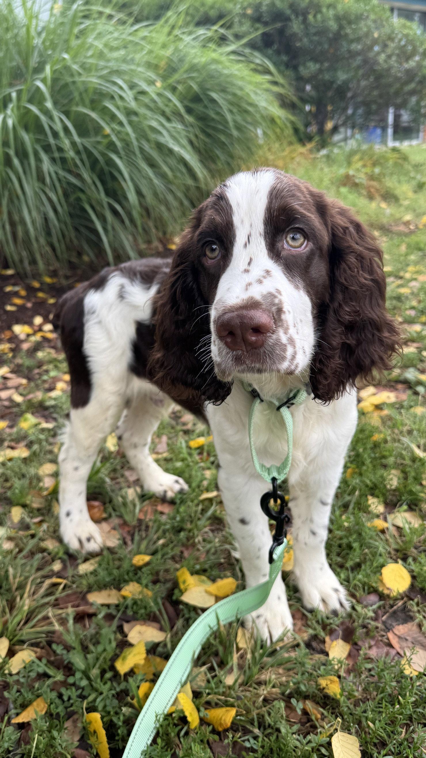 Gregory, Adopted, Puppy Male English Springer Spaniel.