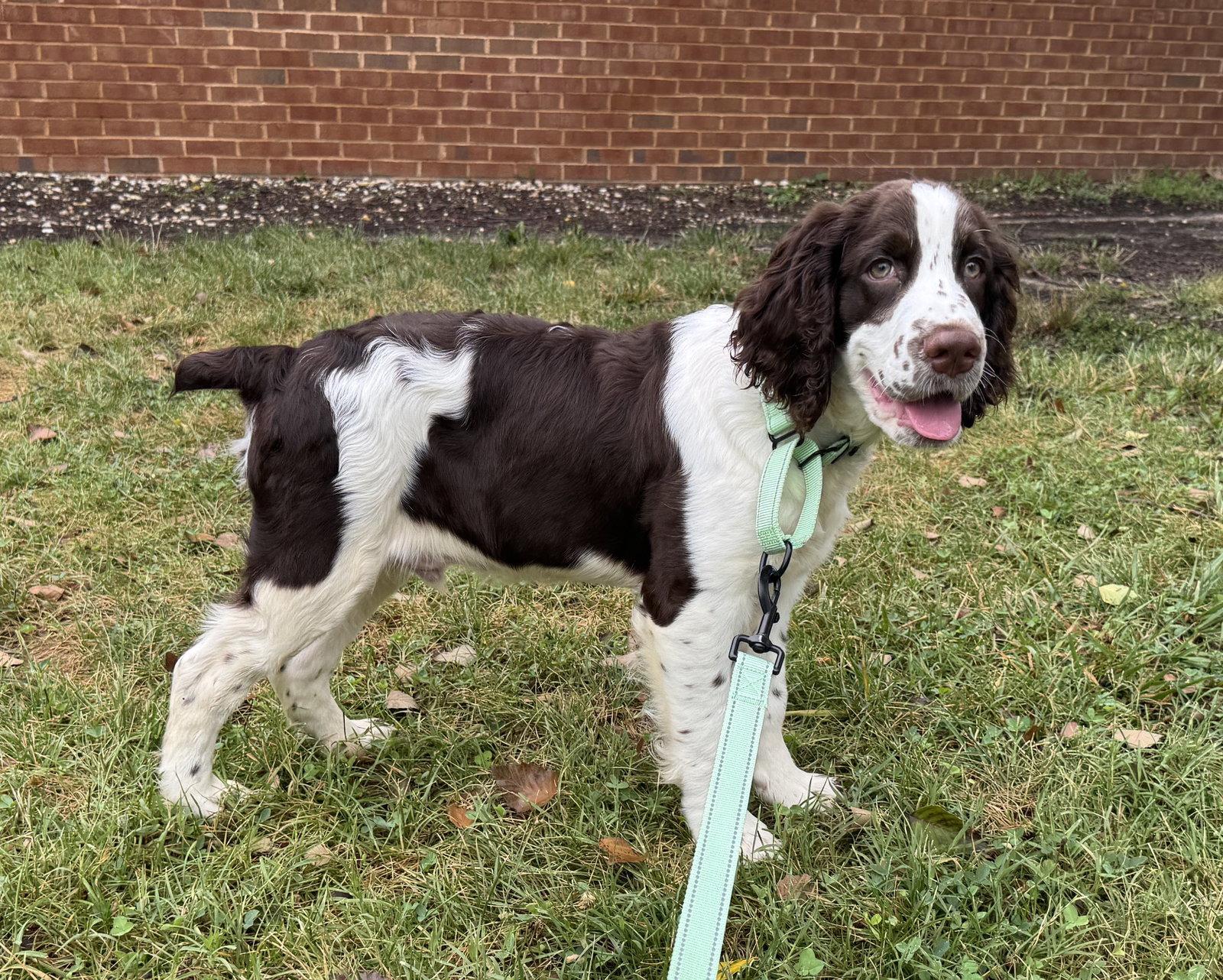 Enlarge Gregory, a Adopted English Springer Spaniel in Columbia, MD image 2/3