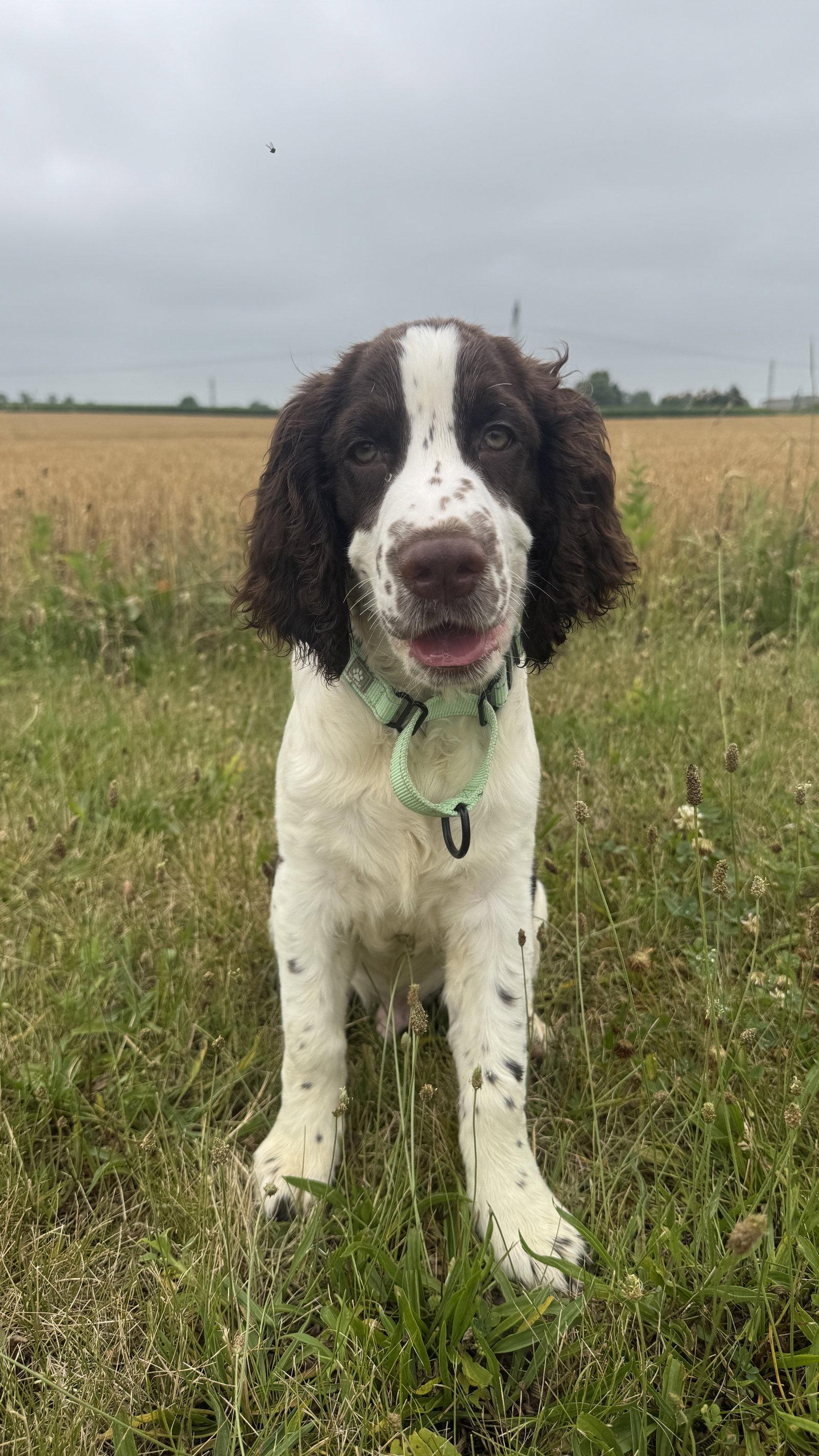 Enlarge Gregory, a Adopted English Springer Spaniel in Columbia, MD image 3/3