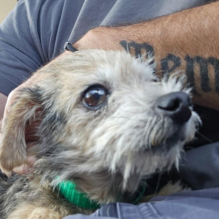 Enlarge Tiny, a Adoptable Yorkie Poo in Greenville, SC image 2/4