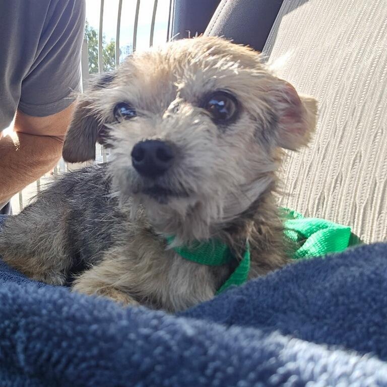 Enlarge Tiny, a Adoptable Yorkie Poo in Greenville, SC image 1/4