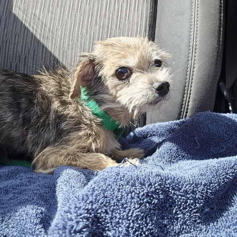 Enlarge Tiny, a Adoptable Yorkie Poo in Greenville, SC image 3/4