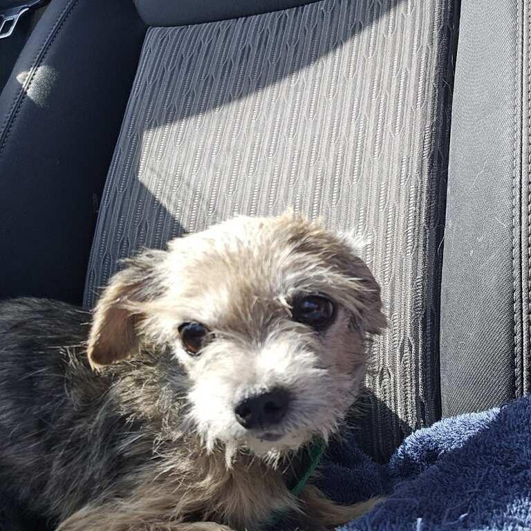Enlarge Tiny, a Adoptable Yorkie Poo in Greenville, SC image 4/4
