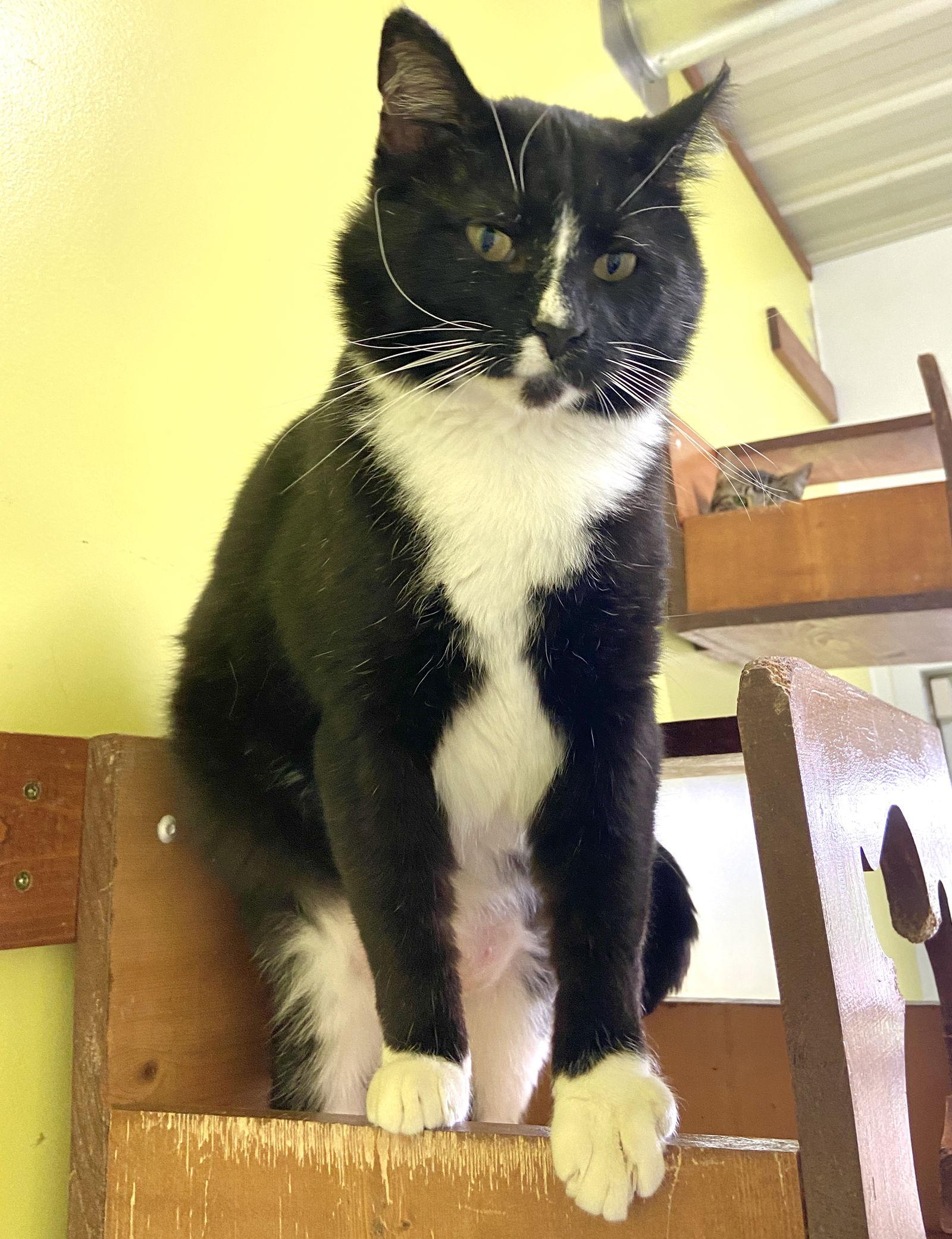 Howard, Adoptable, Adult Male Domestic Short Hair.