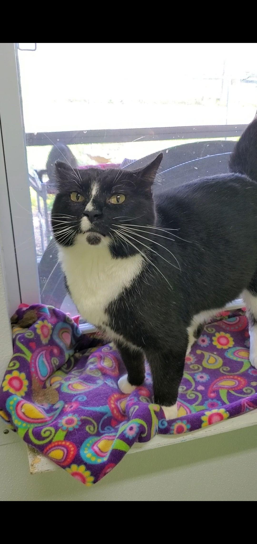 Howard — thumbnail 2