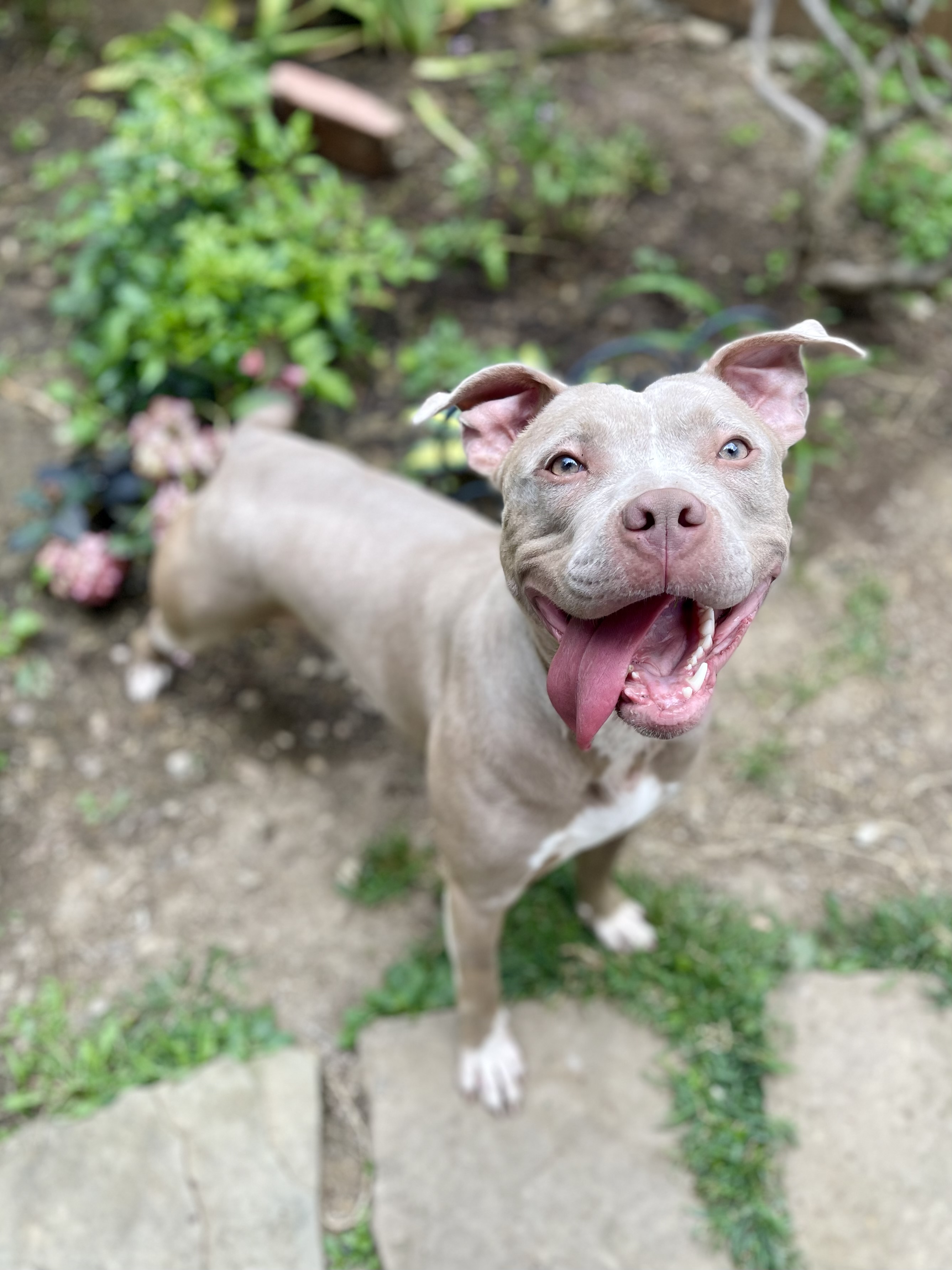 Enlarge Brook, a Adopted Pit Bull Terrier in Pittsburgh, PA image 2/3