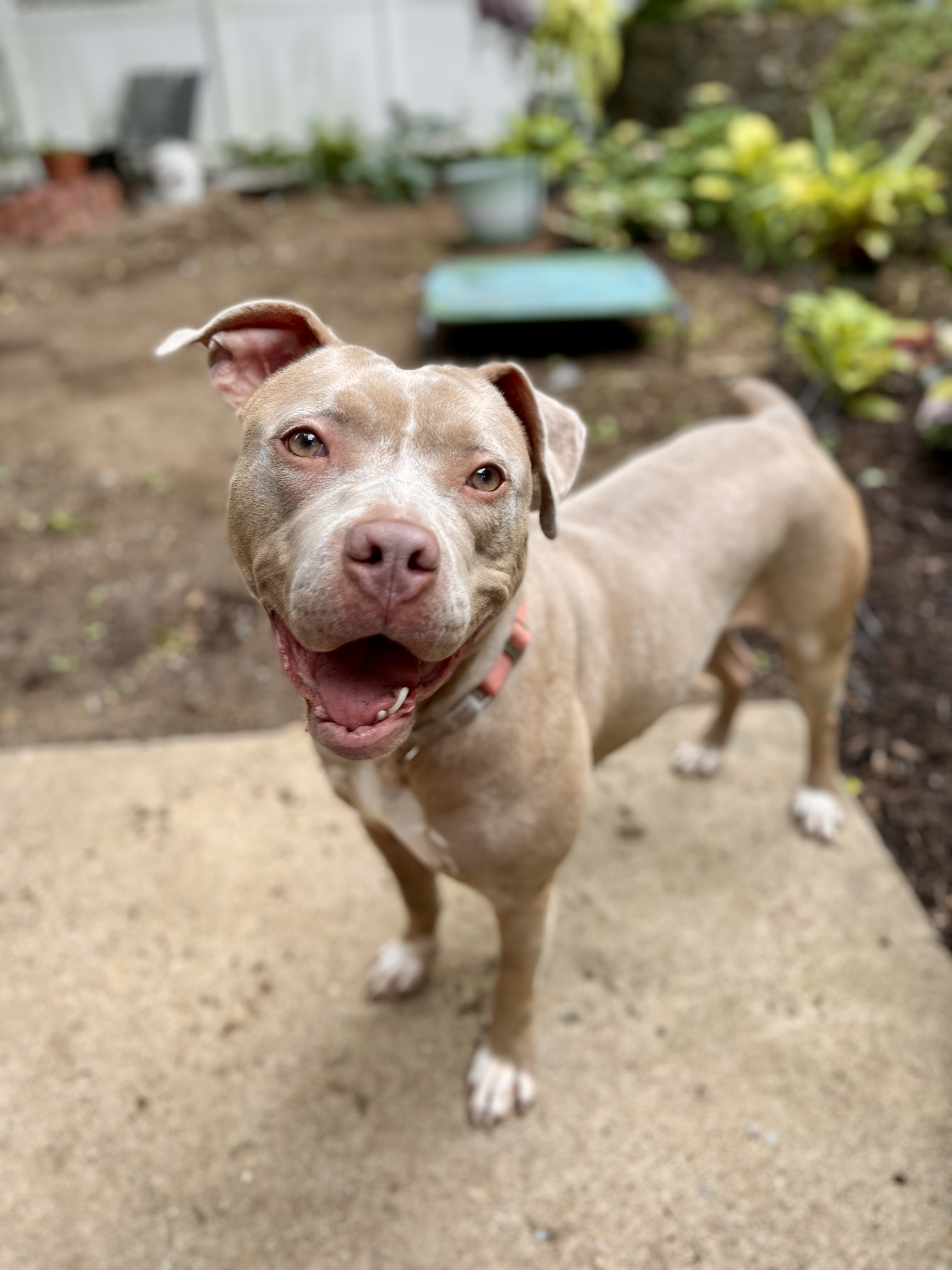 Brook, Adopted, Young Female Pit Bull Terrier.