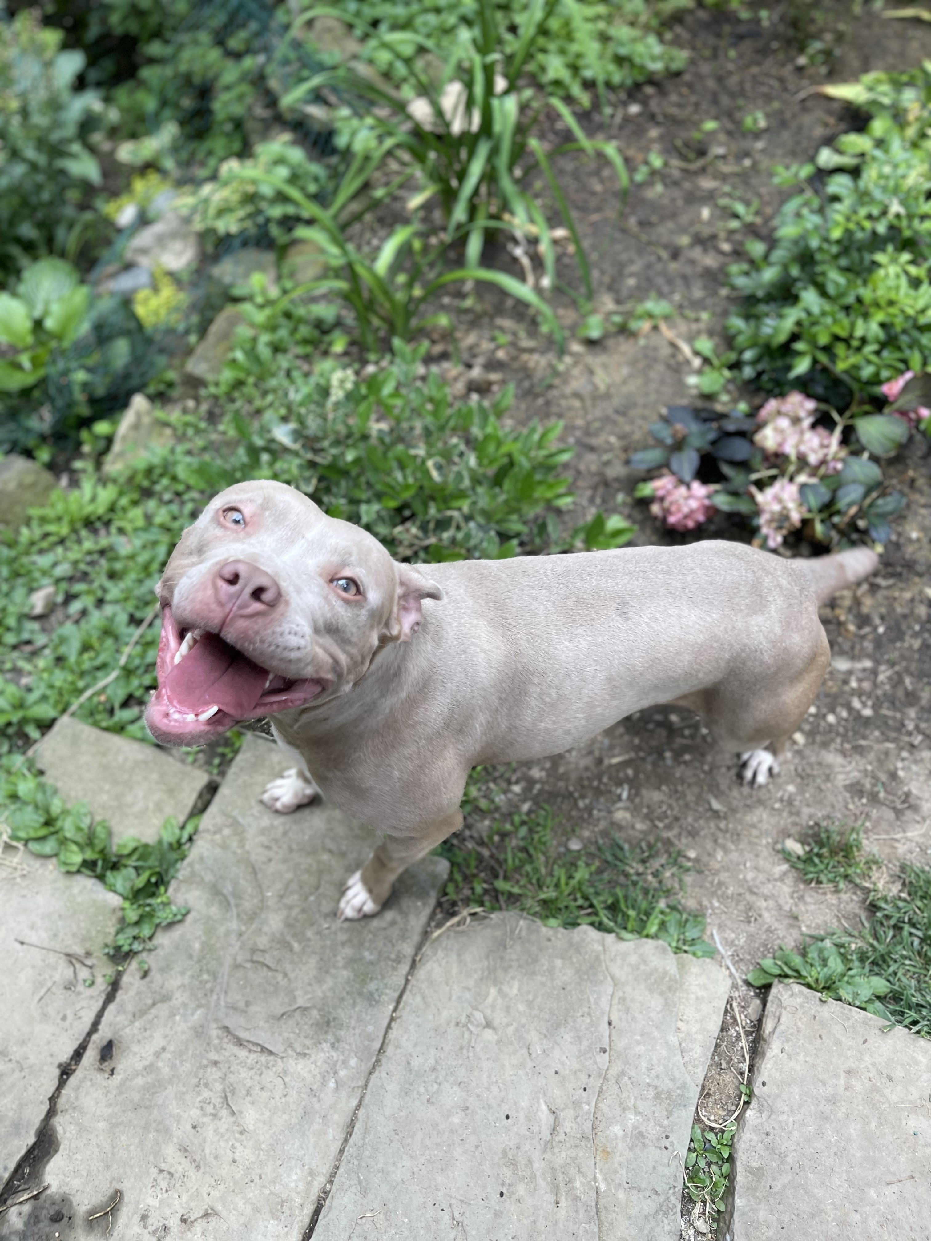 Enlarge Brook, a Adopted Pit Bull Terrier in Pittsburgh, PA image 3/3