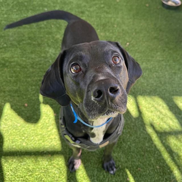 BOBBY, Adoptable, Adult Male Labrador Retriever & Foxhound.