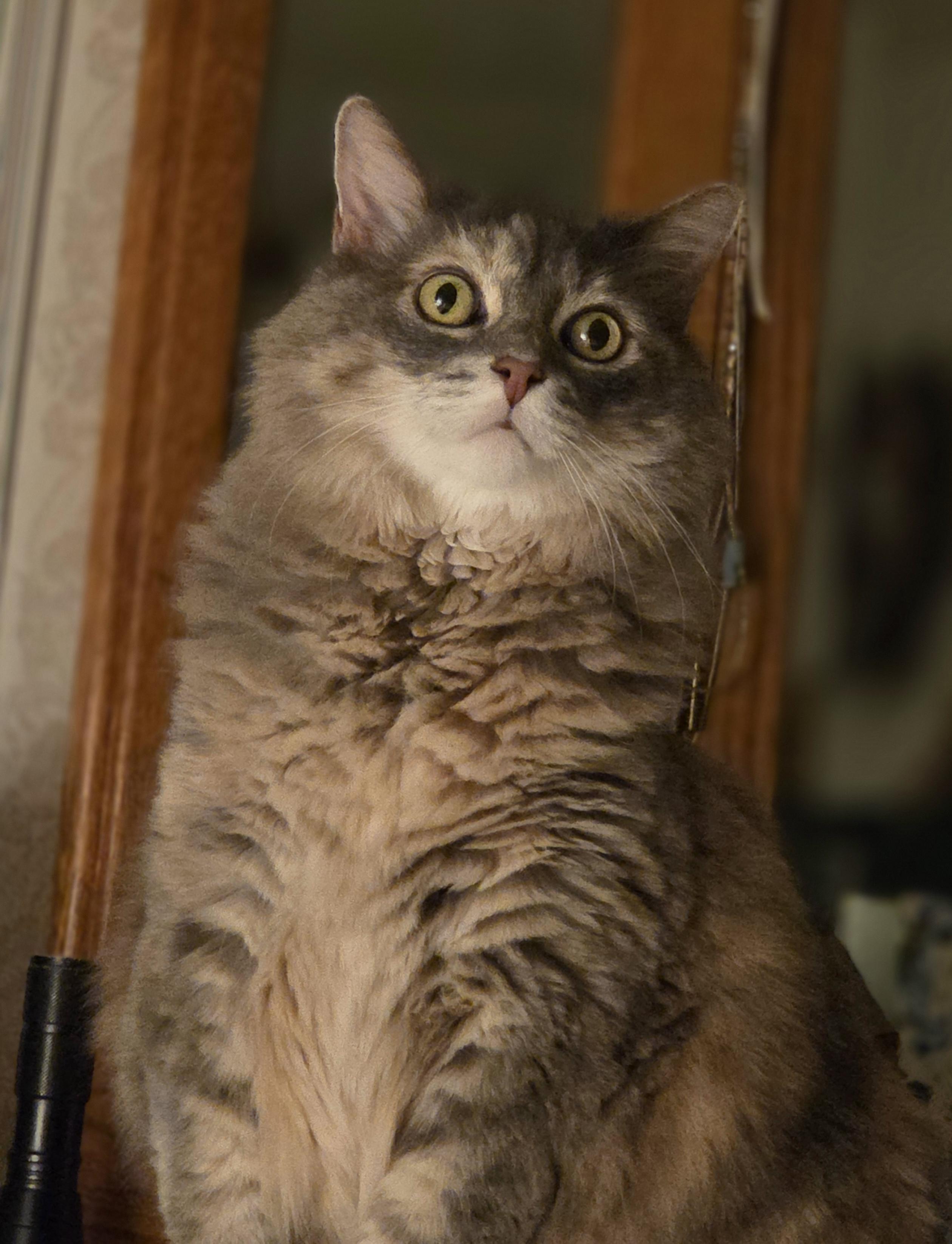 Enlarge Mona (URGENT), a Adopted Domestic Long Hair in Tustin, CA image 1/6