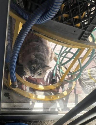 Enlarge Mona (URGENT), a Adopted Domestic Long Hair in Tustin, CA image 3/6