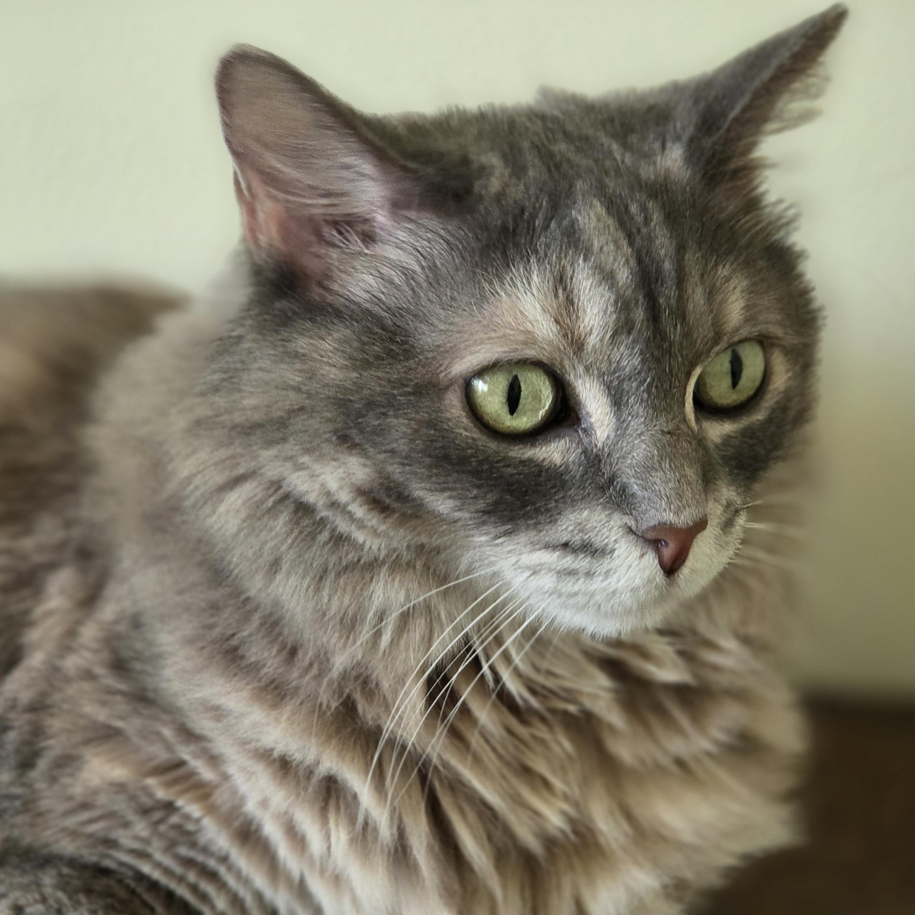 Enlarge Mona (URGENT), a Adopted Domestic Long Hair in Tustin, CA image 6/6
